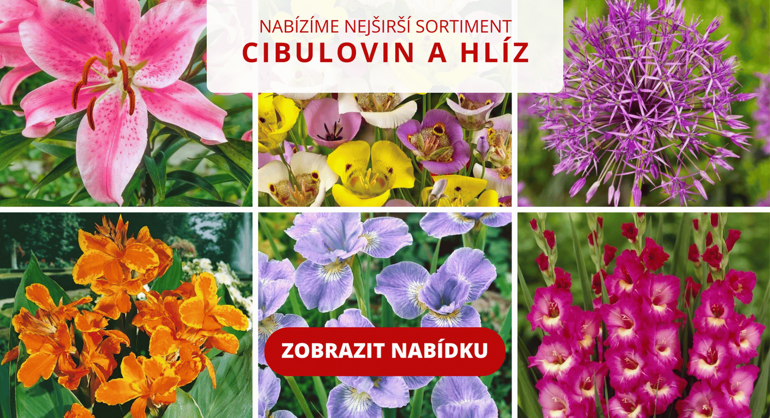 Obrázky cibulovin, které máme v prodeji.